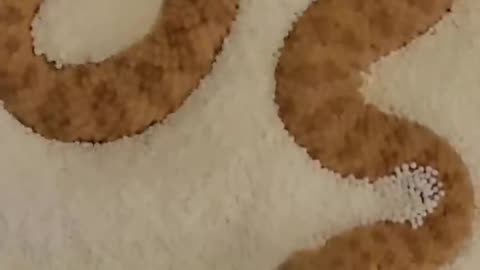 Baby Sand Viper Vs Adult in sprinkles! #sandviper #snakes #reptiles #justababy #babyanimals