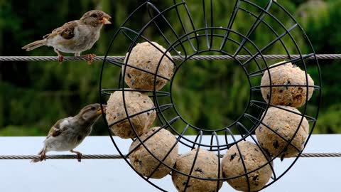 Bird sparrows eat in a funny way