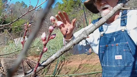 Will the nectarine tree blossoms survive the freeze?