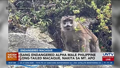 Isang endangered Alpha Male Philippine long-tailed Macaque, nakita sa Mt. Apo