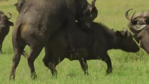 Buffalo mating success
