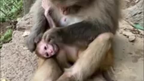 Monkey funny
