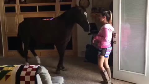 Horse Walks Inside House to Chill With Owner