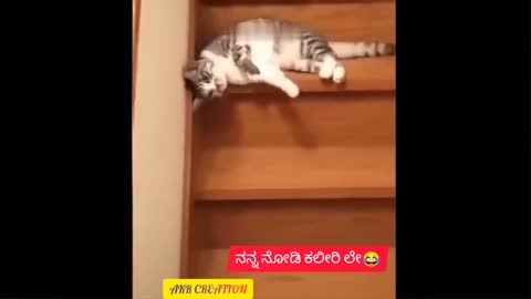 Cats funny video | Cat fight with turtle🤣|