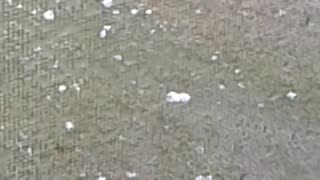 Hail Storm 3-14-24