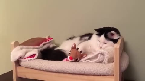 Cat Puts Herself to Sleep in Tiny Human Bed