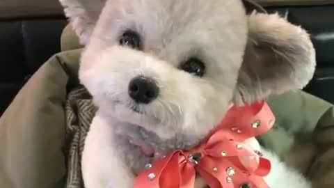 A cute dog that likes to move its ears