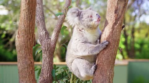 Ellie the Koala just loves Zookeeper Liz