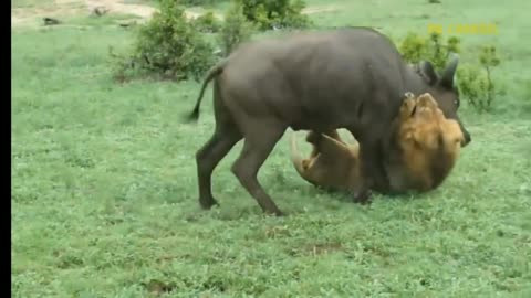 Shocking Moments When Painful Lions Are Attacked And Tortured By Africa's Deadliest Preys