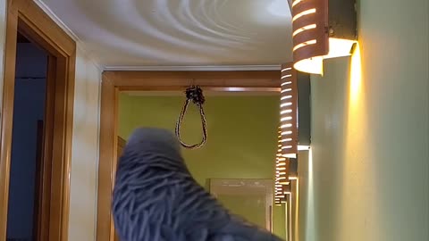 Pipas the Parrot Doesn't Want to be Recorded