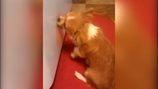 Puppy Licks Refridgerator