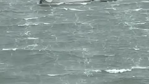 Strong Winds Cause Sailboat to Break Away