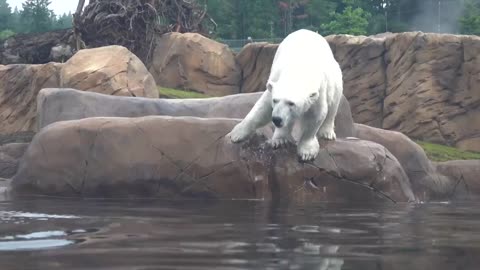 Polar Bear Nora Splashes And Dives Into Her Pool