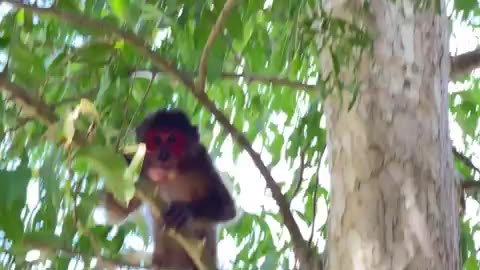 #babymonkey #Animal #Animalht #mankey #animals #viral #animallovers❤️ #monkeys #monkey #funny
