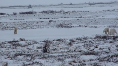 Polar Bear Mother chases Large male Polar Bear