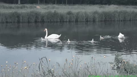 The family of Ducks