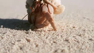Very Cute Hermit Crab Spotted on the Beach