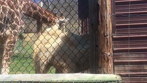 Giraffe and Camel Play at Zoo