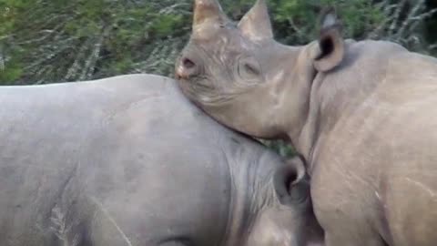 How Fearless The Black Rhinoceros Is!