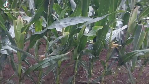 Corn fields. Mais Feld. Enjoying. Relaxing