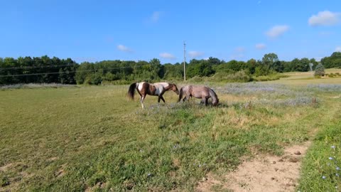 Steele & Avi - first time in pasture together - 25 July 2024