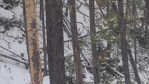 Close Encounter With a Mountain Lion in Montana Wilderness