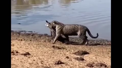 🐆vs🐊 Jaguar catching caiman at Pantanal