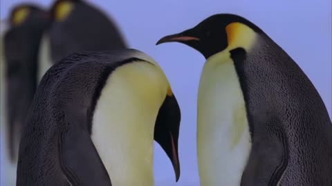 ANIMALI PARLANTI (Pinguini Fusi)