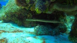 Cozumel SCUBA Diving Paraiso Reef Trumpet Fish - Lets Go Brandon