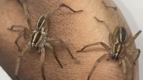 2 beautiful wolf spiders in my hand!