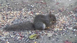 Baby Squirrel