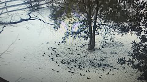 Holly Tree saves the birds during Arctic Blast in the MidSouth