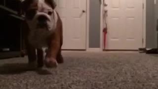 Adorable puppy attack in slow motion!