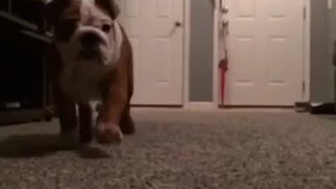 Adorable puppy attack in slow motion!