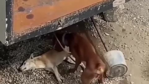 Heartbreaking: Dog Tries to Revive Dead Lover