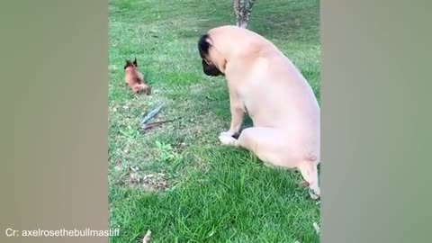 Funny Animals