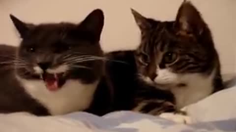 The two talking cats