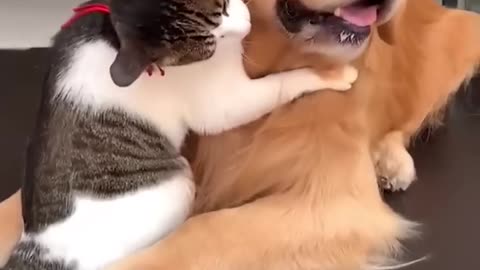 Dog and cat cute friendship #viral #dog #cat