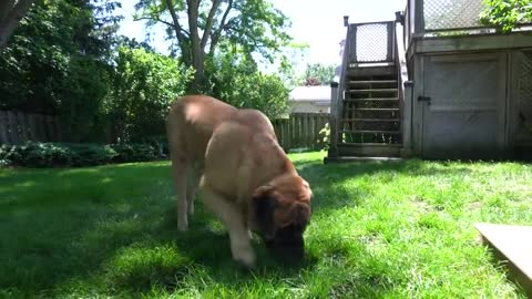HUGE 200lbs Mastiff turns into a beached whale