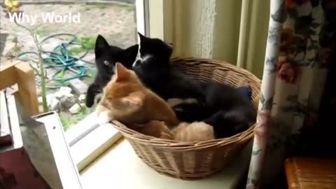 Cutte cats compilation