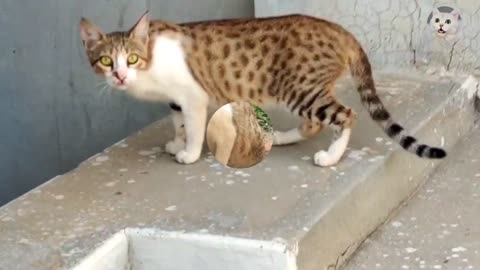Cute Cat Domestic Video | Kitten Cat | Love Cat CAT