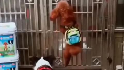 Funny Dog Video | Time to Laugh |