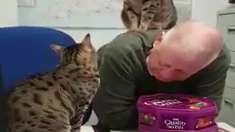 Egyptian Mau cats play fight atop human's back