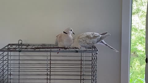 Cuddling Doves
