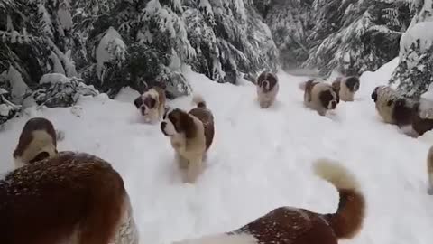 Cute dogs playing in snow