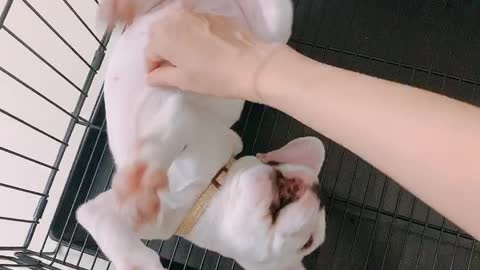 Adorable moment with cute French Bulldog
