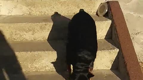 A Man Encouraging His Pet Dog To Go Down The Stair Steps