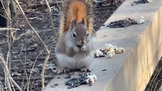 Red-Tailed squirrel and a couple of Redwing Blackbirds