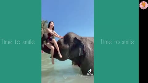 Funny elephant video #19