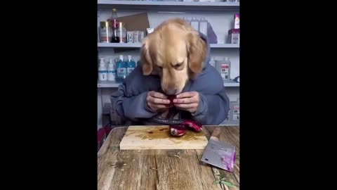 New Funny Animals 😂 Funniest Cats and Dogs Videos 😺🐶